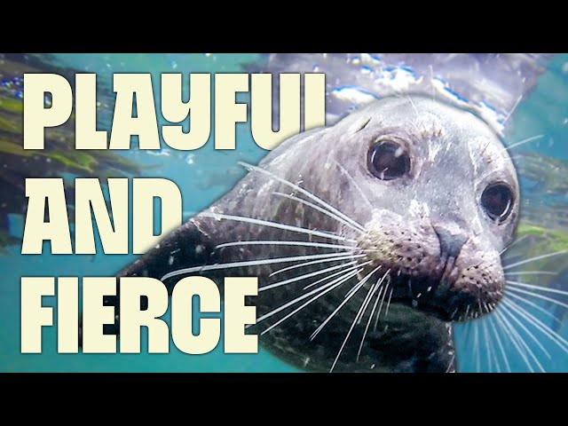 Seals of the Stormy Seas | FULL DOCUMENTARY | Europe's Wilderness | @UltimateNatureDocs