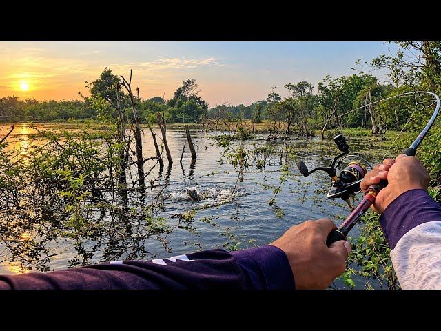 MENCARI HUTAN RAWA DEMI SPOT MANCING YG BAGUS