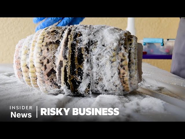 How People Hunt Invasive Pythons And Turn Their Skin Into Leather | Risky Business