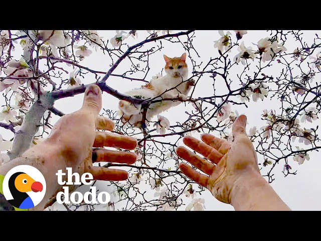 Cat Keeps Climbing Higher Every Time His Family Tries To Rescue Him | The Dodo