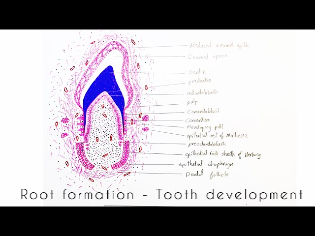Drawing of Root formation - Tooth development