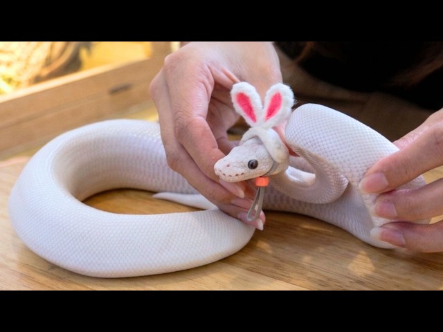 Snake Cafe Lets You Sip Coffee With Pythons 🐍☕ | Thailand’s Exotic Hangout