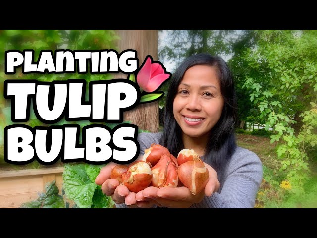 Planting Tulip Bulbs | How To Plant Flower Bulbs