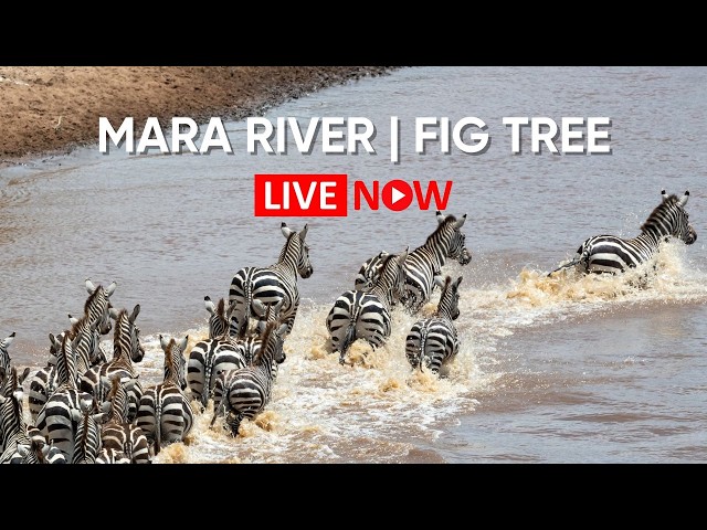 Mara River LIVE: Fig Tree Crossing Wildebeest Migration Cam