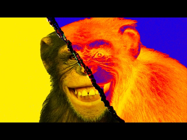 Why Sapiens Got Smart — While Chimps Didn't (7 million – 200,000 years ago)