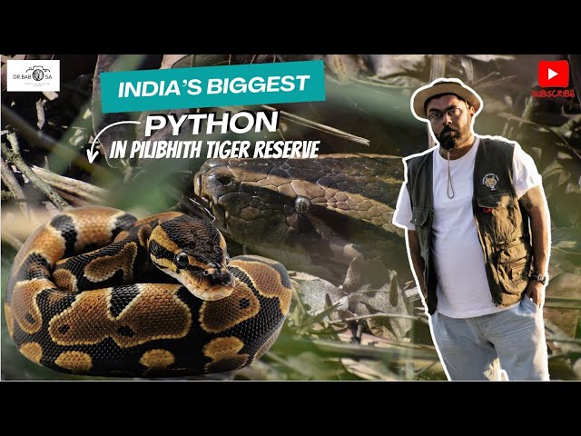 INDIA'S BIGGEST PYTHON | Tiger territory | #pilibhittigerreserve #junglesafari #tiger #python