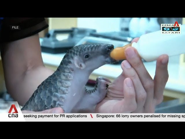 Record 830kg of pangolin scales seized in Singapore