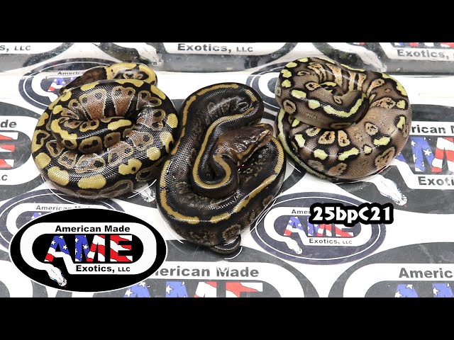 25bpC21 fm Clown Stranger Enchi Pastel  x m Paint Banana  and m Paint