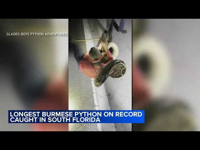 19-foot Burmese python, longest ever recorded, caught by group of friends