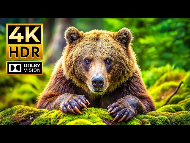 THE ULTIMATE ANIMAL KINGDOM 4K VIDEO | Dolby Vision HDR 4K 60fps