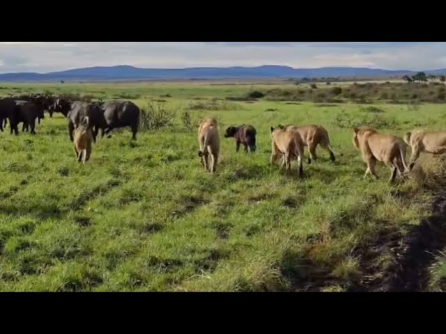 lion pride attacking the calf stealing from mother buffalo trying save and protect her baby video