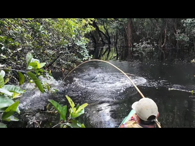 THE TOMAN AND KERANDANG FISH STRIKE PARTY IS BACK