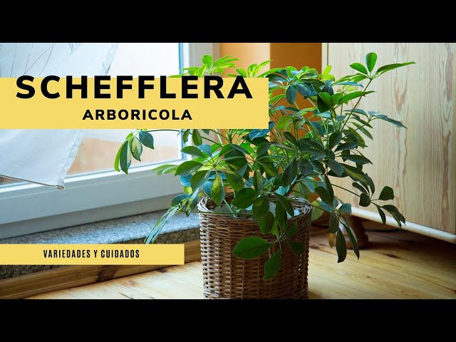 Schefflera or Schefflera Arboricola INDOOR PLANT 🍃 Varieties and Care 👩‍🌾 Jardinatis
