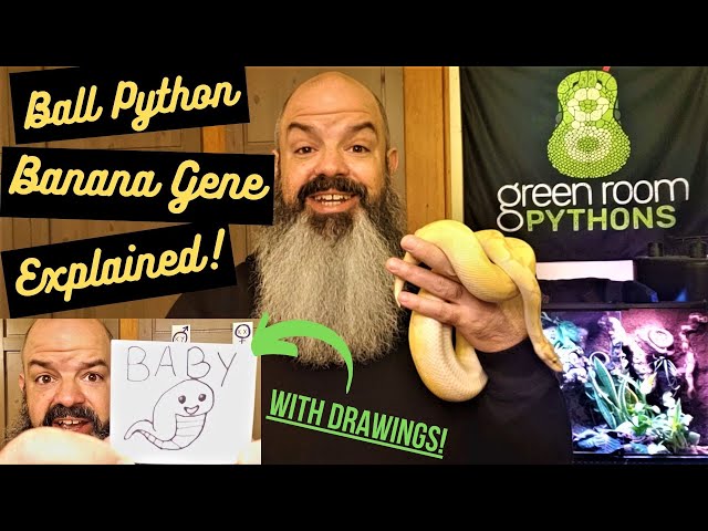 Banana Ball Python Genetics