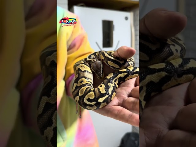 Rescatamos pitón bola 4#conocerparaproteger #humoranimalizate #animalizateoficial