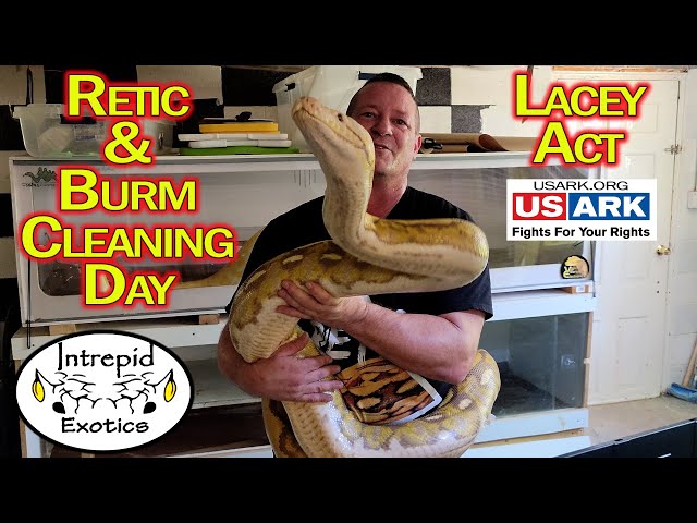 🐍 Burmese and Reticulated Python Handling & Enclosure Cleaning Day