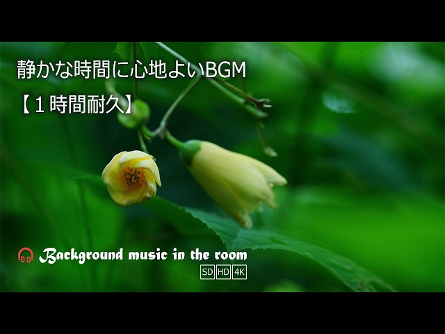Soothing BGM for Quiet Moments | Kirengeshoma (Yellow Wax-bells) – Nikko