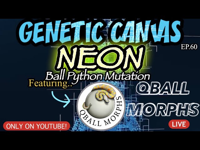 GENETIC CANVAS- NEON Ball Python Mutation Ft. QBALL MORPHS -EP59