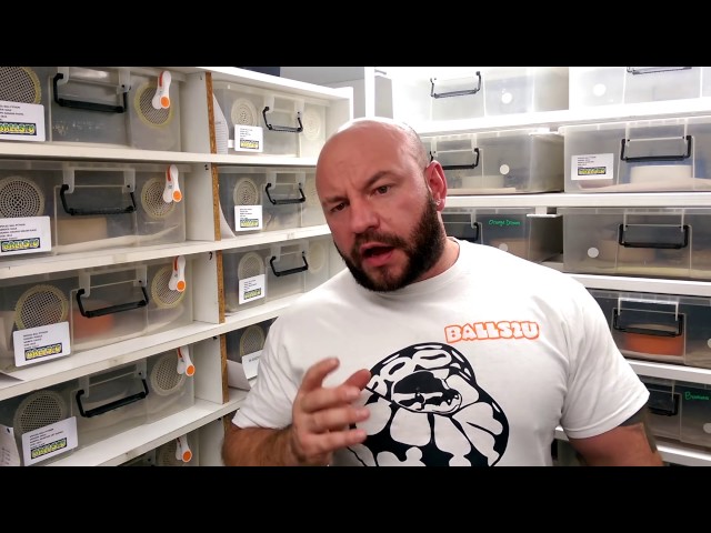 Breeding ball pythons: THE PROCESS