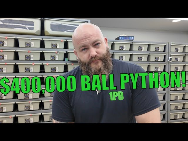OUR $400,000 BALL PYTHON!