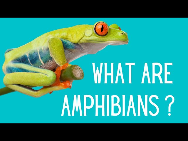 What are the characteristics of Amphibians?