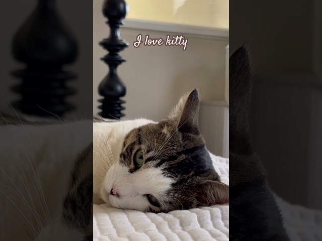 #I#love#cat#cutecat#beautiful#elizabeth#coffee#tea