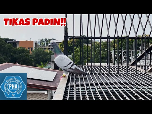 UMUSOK SA TULIN YUNG JANSSEN RELAX!!