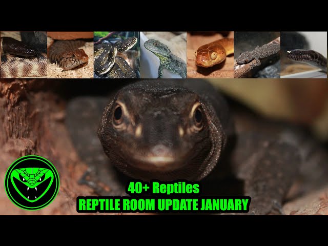 HUGE REPTILE ROOM UPDATE JANUARY 2026