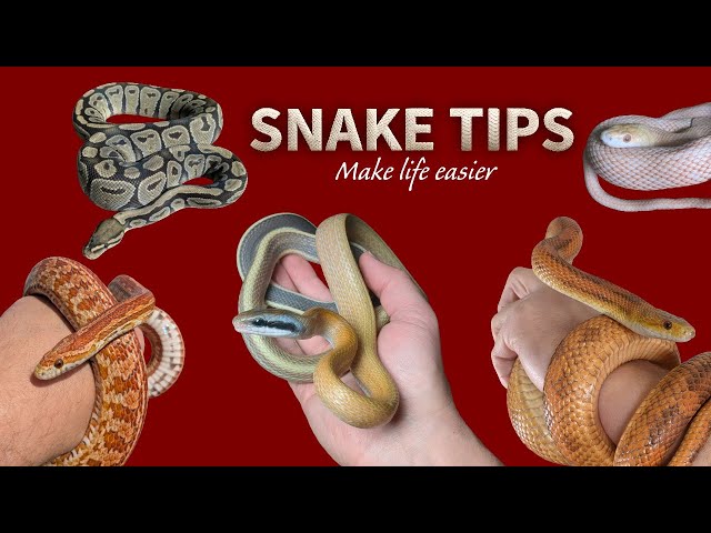 Snake Keeping Tips & Tricks Every Keeper Should Know!