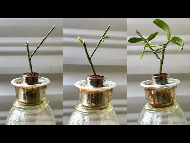 Just coffee! The orchid will instantly sprout on the branch and bloom endlessly.