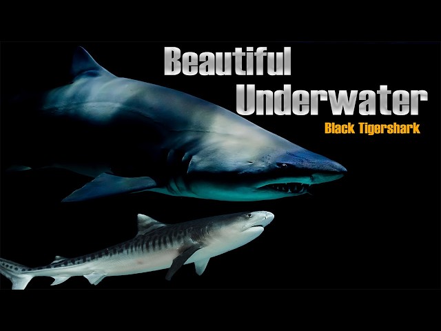 Aquarium Black Tiger Shark | Black Tiger Shark (Black Tiger Ruby Shark / Minnow) Aquarium Fish |
