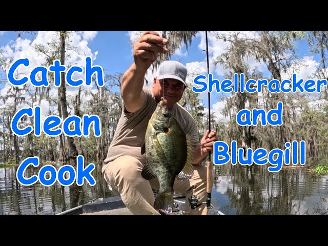 Shellcracker and Bluegill (Catch * Clean * Cook)