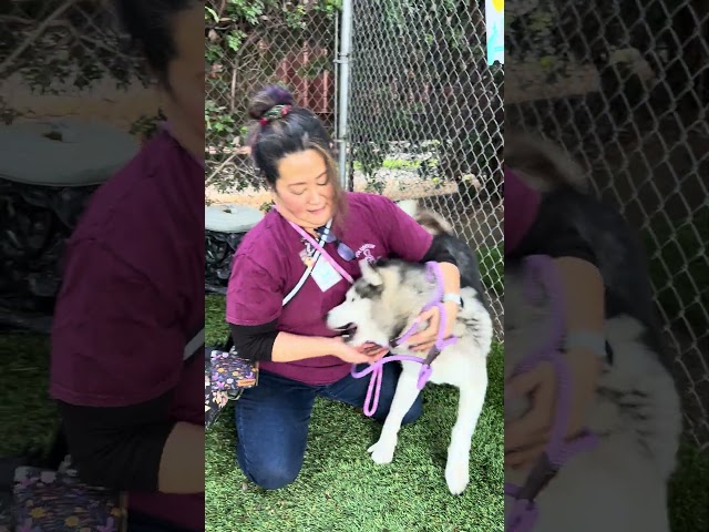 NEW A5739898 Choclo | Siberian Husky