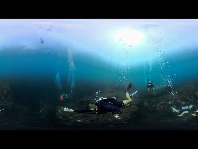 4K 360° School of Fish at Chumphon Pinnacle | Koh Tao Diving (PADI / SSI Fish ID)