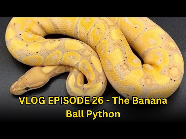 VLOG EPISODE 26 - The Banana Ball Python
