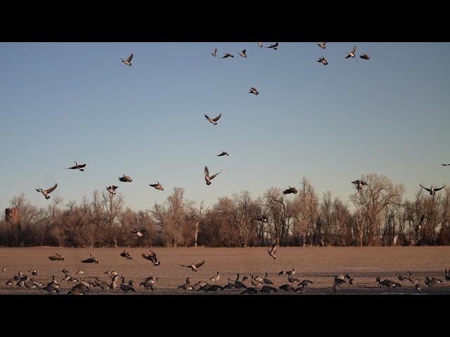 Hunting One of My Best Fields and Luckily Shot a Banded Goose!!