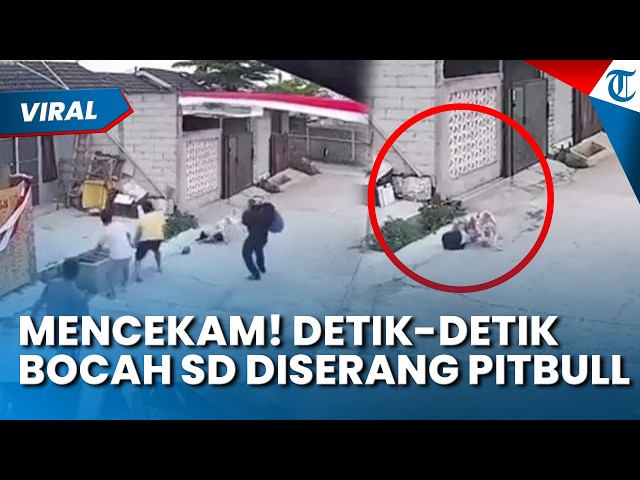 TERRIFYING! MOMENTS A Young Girl Is Attacked by a Pitbull in Bandung, Hysterical Residents Throw ...