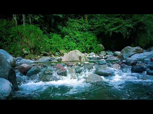 Tranquil River Stream Sleep Sounds to Help You Drift to Sleep Fast & Relax Completely