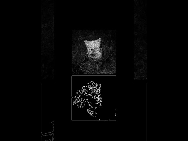 Vision Transformers vs Conventional Neural networks Inductive bias. #datascience