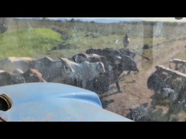 Cows doing cow things.