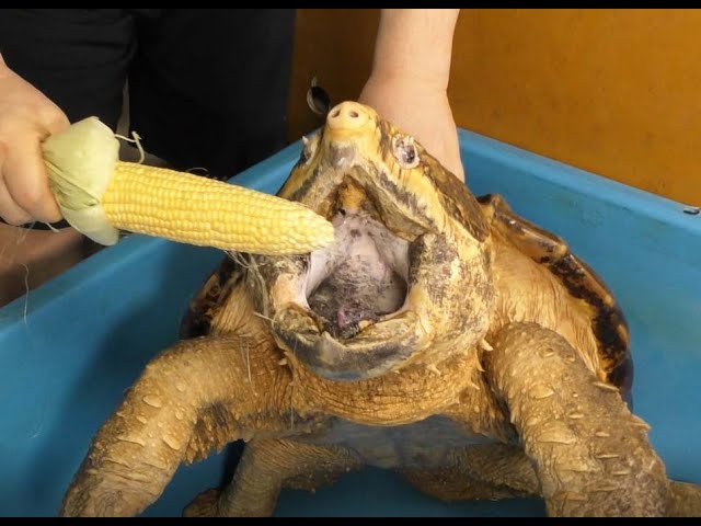 Alligator snapping turtle smashes sweet corn!　ワニガメとトウモロコシ