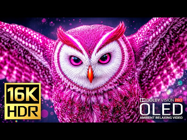 Cinematic Video for OLED Display Test | 16K HDR 240fps Dolby Vision (4K Video • 8K ULTRA HD TV)