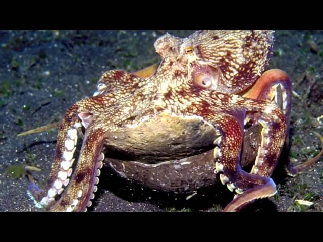 Octopus Tool Use: The World's Smartest Invertebrate