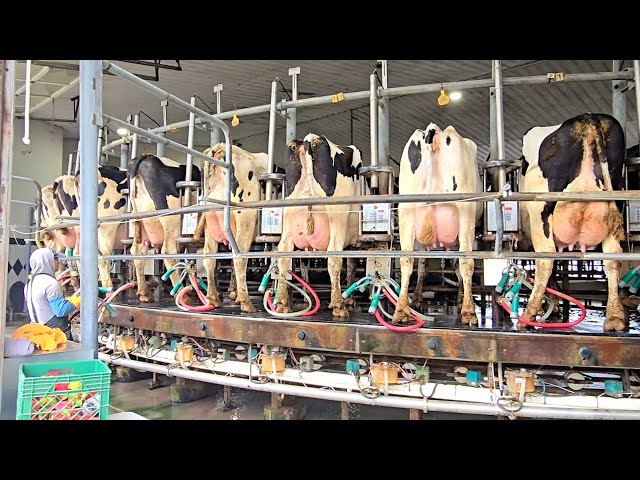 See Where Your Kosher Pride of the Farm Milk Begins! Touring the Milking Process at Kreider Farms