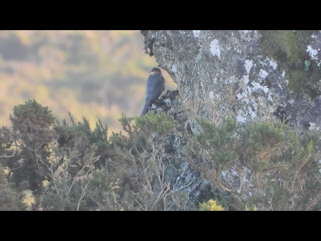 Gavilán común, gabián, eurasian sparrowhawk (Accipiter nisus), Serra do Suído
