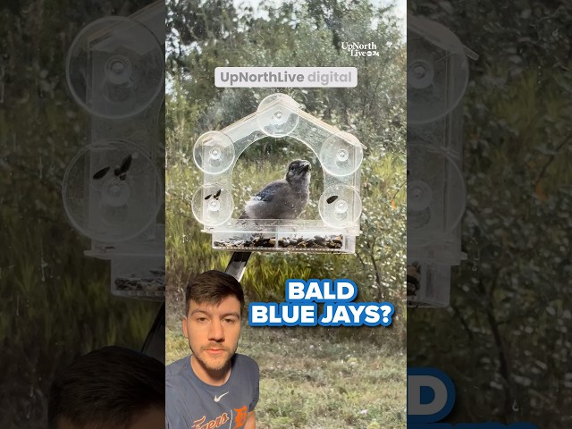 Why Are Some Blue Jays Going Bald? 🐦