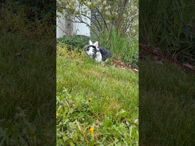 Kaninchen im Garten 💜 | 🐹 Petiversum #shorts