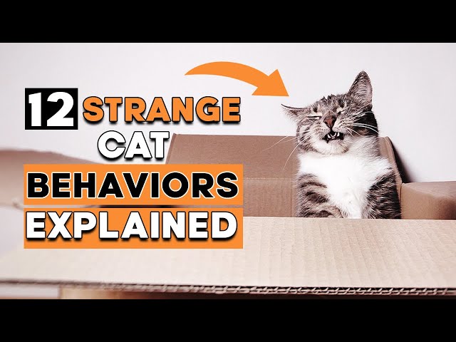 12 Weird Cat Behaviors Explained