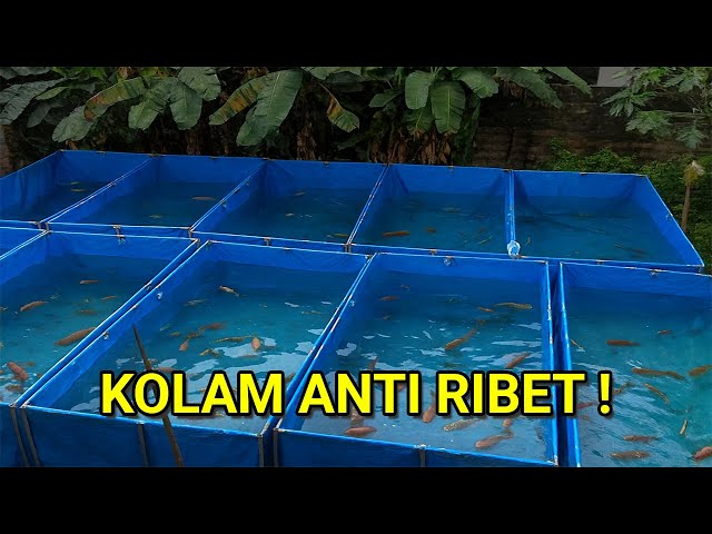 CULTIVATE FISH WITHOUT RUNNING WATER! EFFICIENT, PRACTICAL, AND PERFECT FOR BEGINNERS