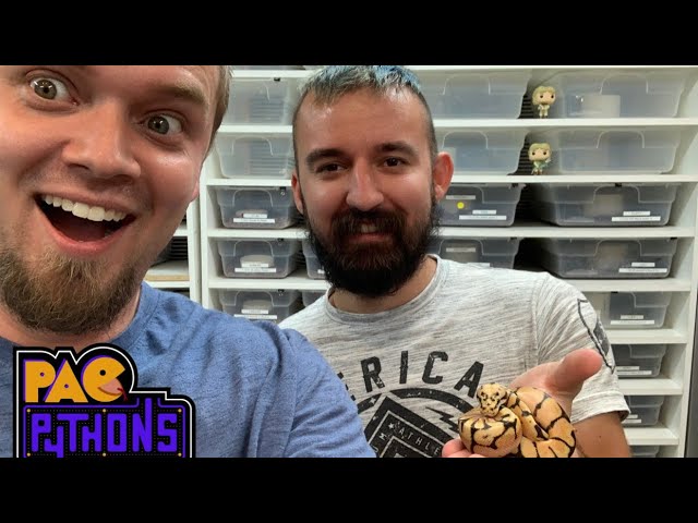 I Gave Away a Ball Python - My Friends First Pet Snake